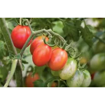 Organic Tomato Plants