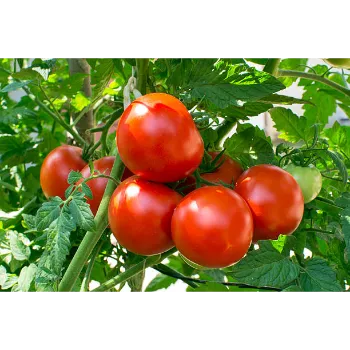 Fresh Tomato
