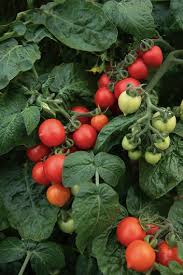 Tomato Plant