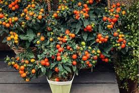 Tomato Plant 