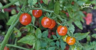 Tomato Plant