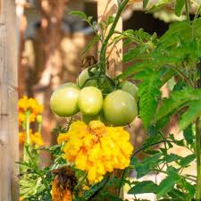 Tomato Pruning Plant