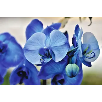 Tropical Flower