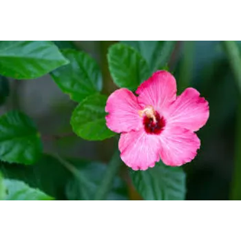 Natural Tropical Flowers