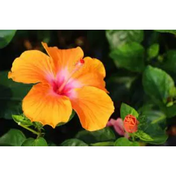 Fresh Tropical Flowers