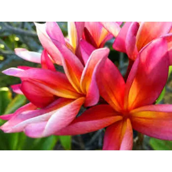 Fresh Tropical Flower