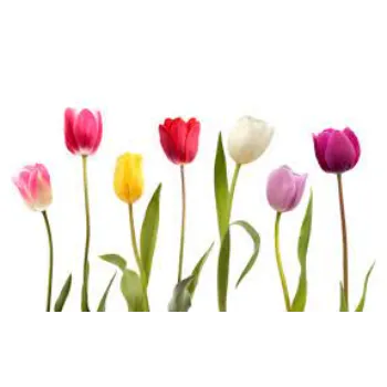 Natural Tulip Flower