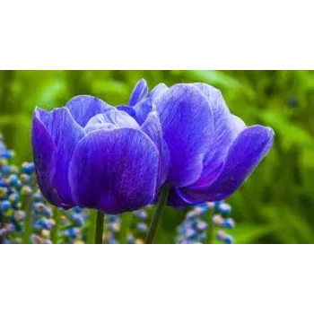 Fresh Tulip Flower Exporter