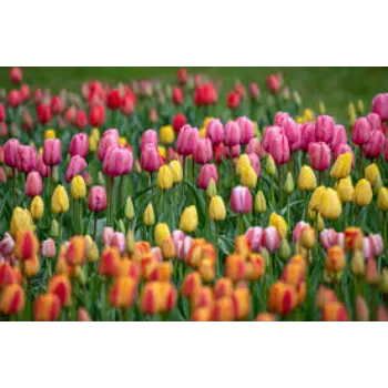 Organic Tulip Flower Exporter