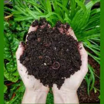   vermicompost for Agriculture 