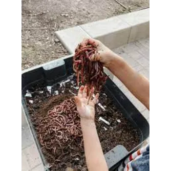    vermicompost