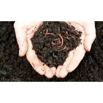 vermicompost