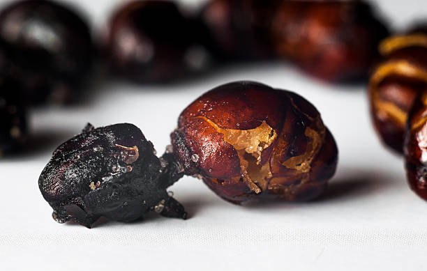 Common Water Chestnuts