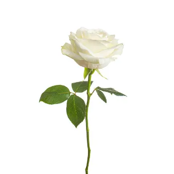 Natural White Rose