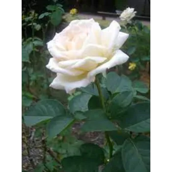 Fresh White  Rose 