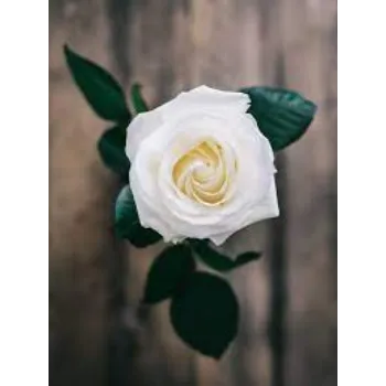 Organic White Roses