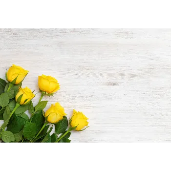 Yellow Rose