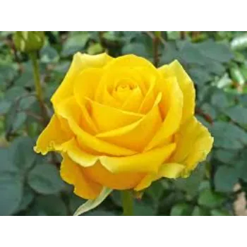 Natural Yellow Rose 
