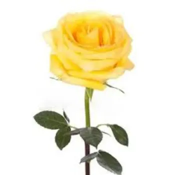 Fresh Yellow Rose 