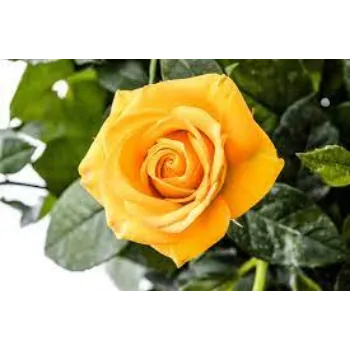 Fresh Yellow Rose 