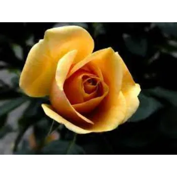 Yellow Rose