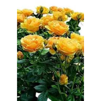 Fresh Yellow Rose 