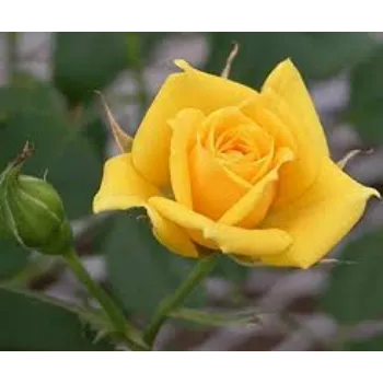 Natural Yellow Rose 