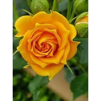 Organic Yellow Rose 