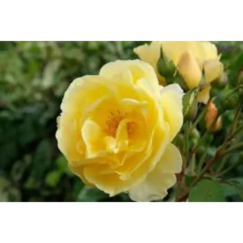 Yellow Rose