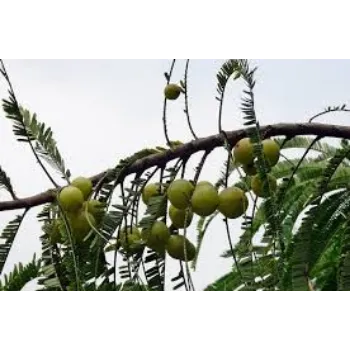 Amla Plant Manufacturer