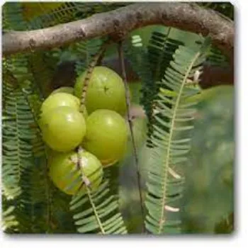 Amla Plants Manufacturer