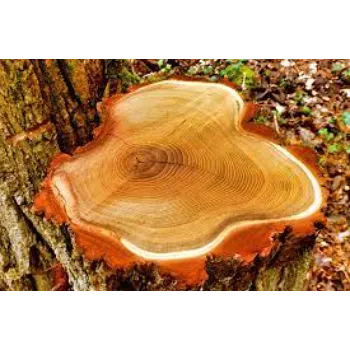 Anand Acacia Wood