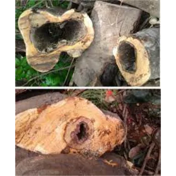 Shivam Acacia Wood