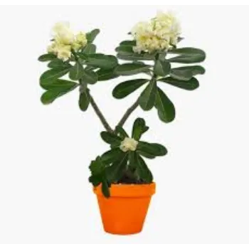 RAJESWARI NURSERY Adenium Plant