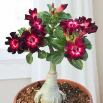 Red Adenium Plant