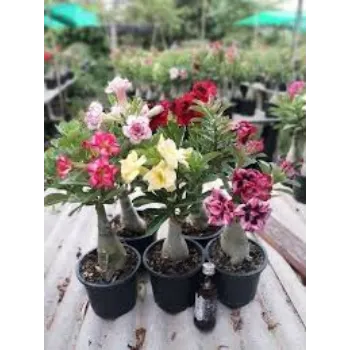 Natural Adenium Plant