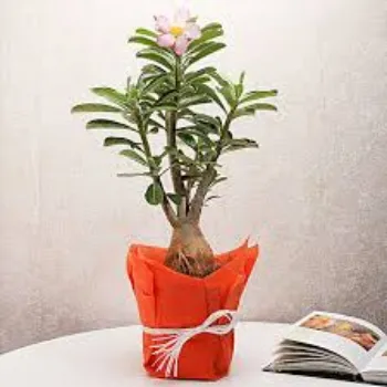 Roshni Agri forestry Adenium Plant