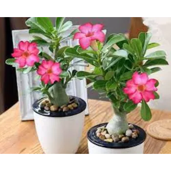 GREEN Adenium Plant
