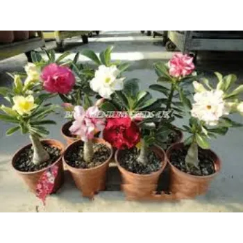 Natural Adenium Plant