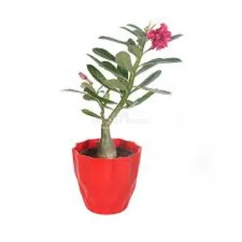Red Adenium Plant