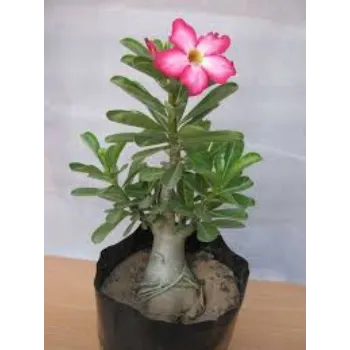 Fresh Adenium Plant