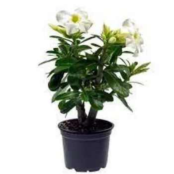 Natural Adenium Plant