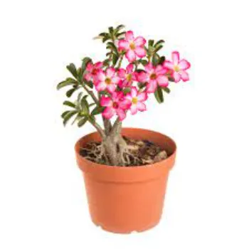 Rare Adenium Plant
