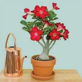 Fresh  Adenium Plant