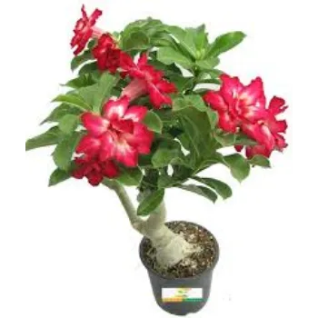 Natural Adenium Plant
