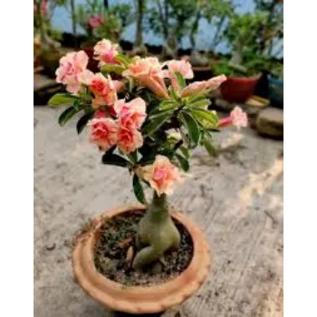 Organic Adenium Plant