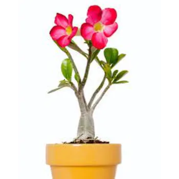 Organic Adenium Plant