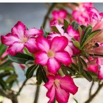 Common Adenium Plant