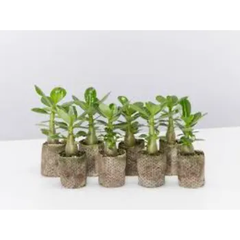 Natural Adenium Plant
