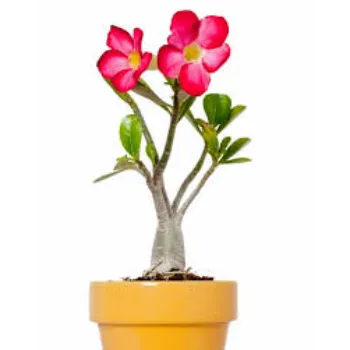 Natural Adenium Plant